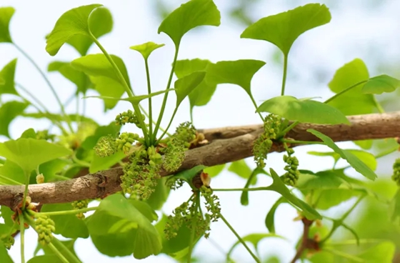 銀杏樹(shù)為什么那么珍貴,為什么說(shuō)銀杏樹(shù)是活化石