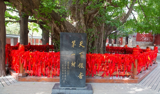 銀杏樹(shù)為什么那么珍貴,為什么說(shuō)銀杏樹(shù)是活化石