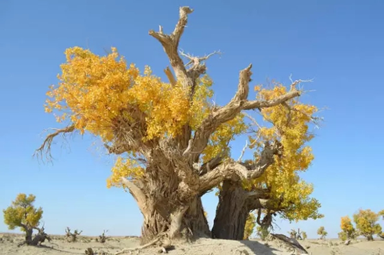 為什么胡楊能在沙漠里生存