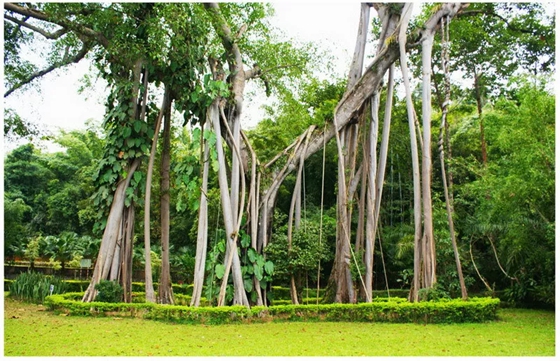 榕樹為什么會獨木成林