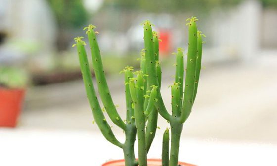 光棍樹為什么不長葉子？