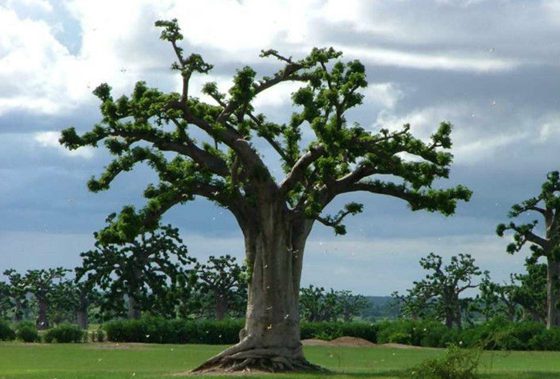 笑樹為什么會笑,笑樹發(fā)笑的原因