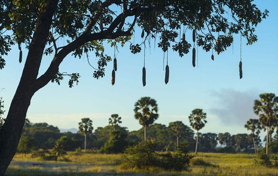 香腸樹(shù)真的可以結(jié)香腸