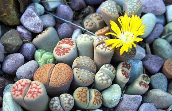 生石花為什么外表與卵石一樣
