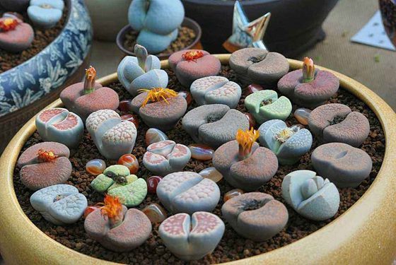 生石花為什么外表與卵石一樣