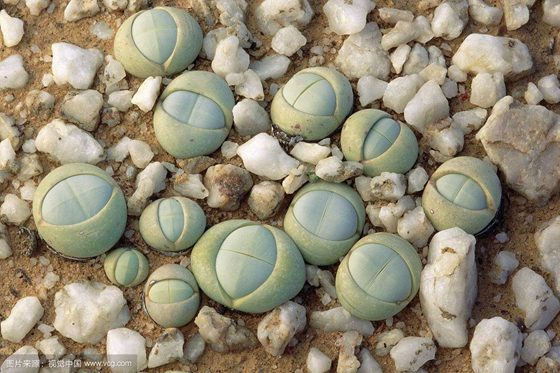 生石花為什么外表與卵石一樣