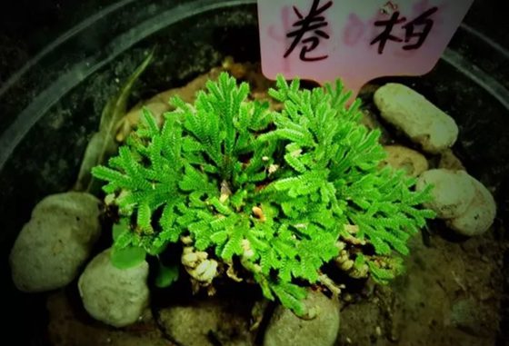 卷柏為什么有九死還魂的本領(lǐng)