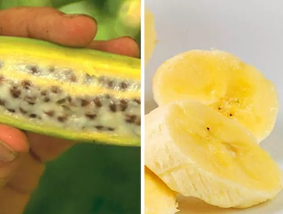 為什么香蕉沒(méi)有種子,香蕉的種子在哪里