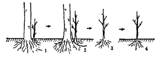 為什么香蕉沒(méi)有種子,香蕉的種子在哪里