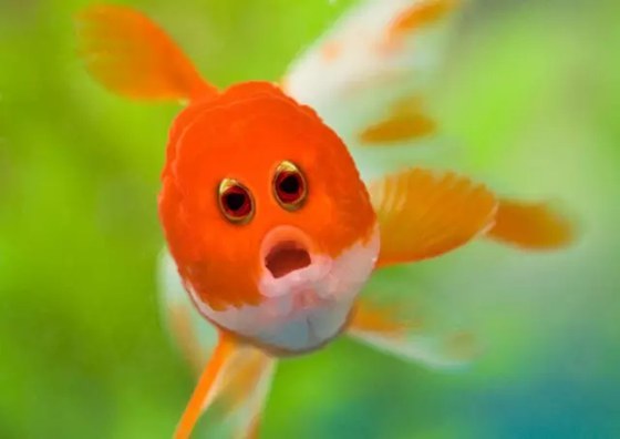 人的眼睛為什么長(zhǎng)在腦袋前面