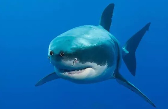 人的眼睛為什么長(zhǎng)在腦袋前面