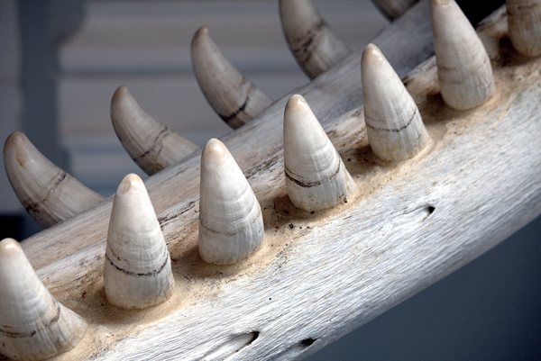 為什么鱷魚要定期換牙,鱷魚一生換多少次牙