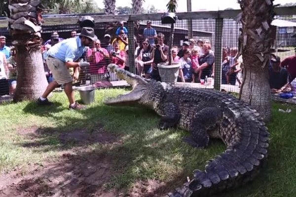 鱷魚為什么會流淚,鱷魚的眼淚是什么意思