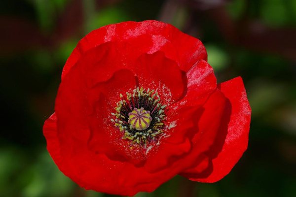 罌粟怎么讀拼音是什么,罌粟是什么,罌粟長什么樣