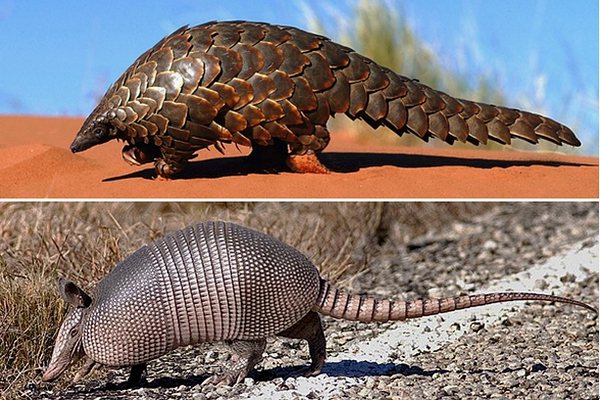 犰狳怎么讀,犰狳是什么動物,犰狳為什么有麻風病