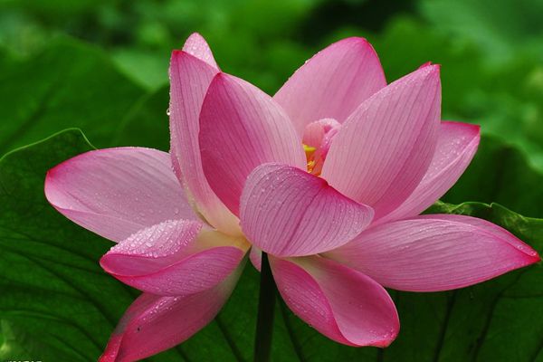 菡萏怎么讀拼音是什么,菡萏的意思是什么,關(guān)于菡萏的詩句