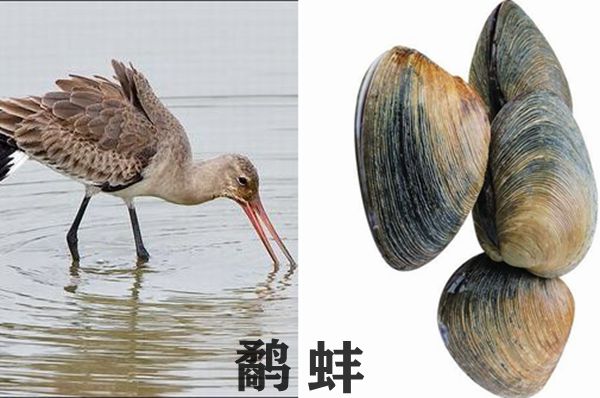 鷸蚌相爭(zhēng)怎么讀,鷸蚌相爭(zhēng)的拼音