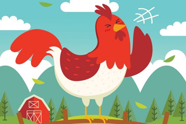 公雞為什么打鳴,怎樣讓公雞不打鳴