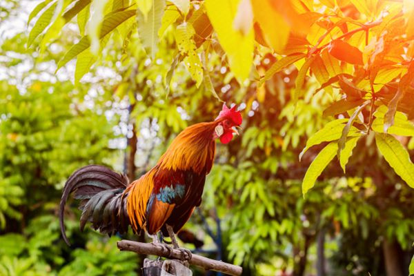 公雞為什么打鳴,怎樣讓公雞不打鳴