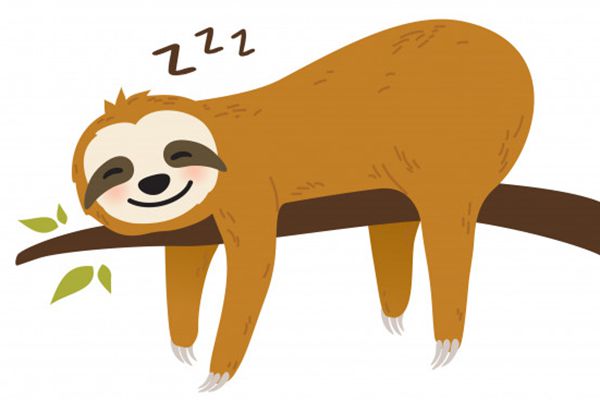 樹(shù)懶怎么讀,樹(shù)懶和考拉的區(qū)別,樹(shù)懶為什么這么慢