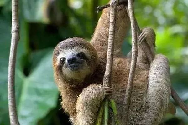 樹(shù)懶怎么讀,樹(shù)懶和考拉的區(qū)別,樹(shù)懶為什么這么慢