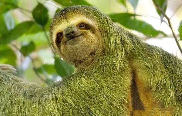 樹(shù)懶怎么讀,樹(shù)懶和考拉的區(qū)別,樹(shù)懶為什么這么慢