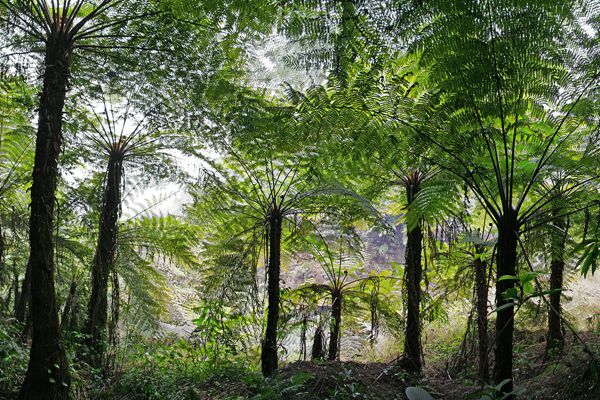 桫欏怎么讀拼音是什么,桫欏是什么植物,桫欏樹介紹