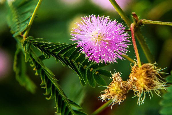 含羞草為什么會動,含羞草為什么會害羞