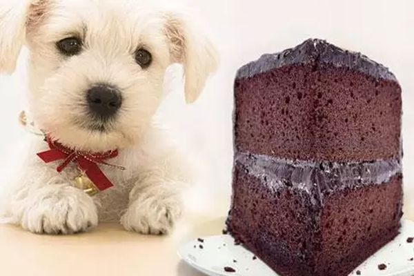 狗吃巧克力為什么會(huì)死