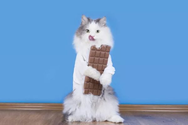 狗吃巧克力為什么會(huì)死