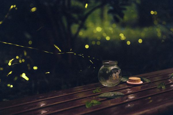 螢火蟲為什么會發(fā)光,螢火蟲發(fā)光的原理