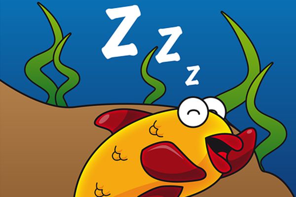 魚為什么睜著眼睛睡覺,魚是怎么睡覺的