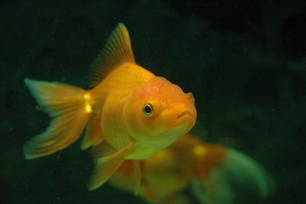 魚為什么睜著眼睛睡覺,魚是怎么睡覺的