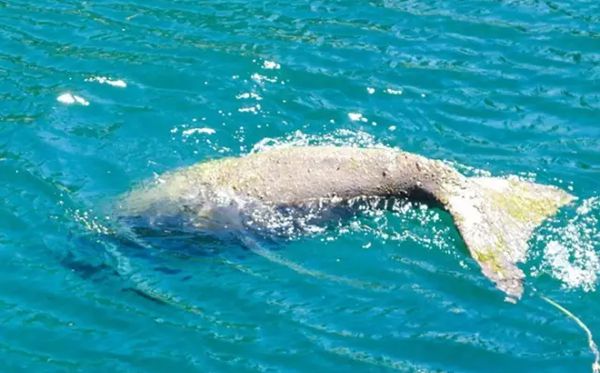 儒艮為什么叫美人魚,儒艮被稱為美人魚的原因