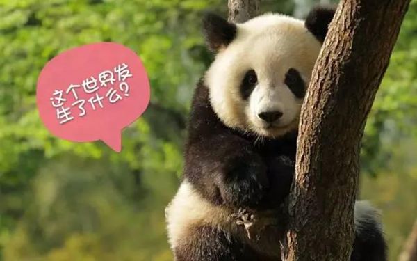 大熊貓為什么被視為中國的國寶