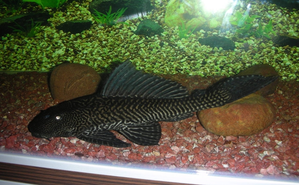 清道夫魚(yú)為什么不能吃,清道夫不能吃的原因