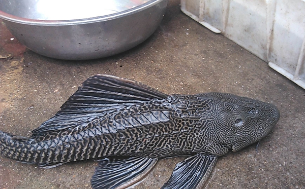 清道夫魚(yú)為什么不能吃,清道夫不能吃的原因