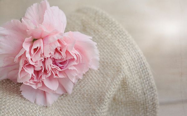 康乃馨的花語(yǔ)是什么,康乃馨的花語(yǔ)大全