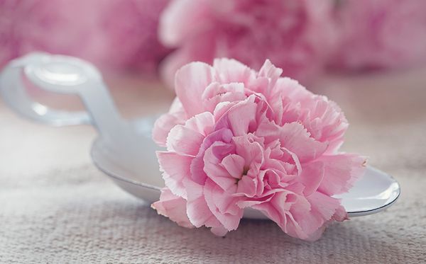 康乃馨的花語(yǔ)是什么,康乃馨的花語(yǔ)大全