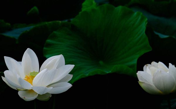 蓮花的花語(yǔ)是什么,蓮花花語(yǔ)大全