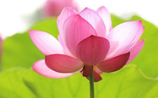 蓮花的花語(yǔ)是什么,蓮花花語(yǔ)大全