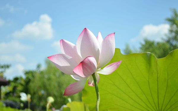 蓮花的花語(yǔ)是什么,蓮花花語(yǔ)大全
