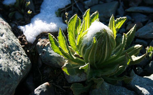 蓮花的花語(yǔ)是什么,蓮花花語(yǔ)大全