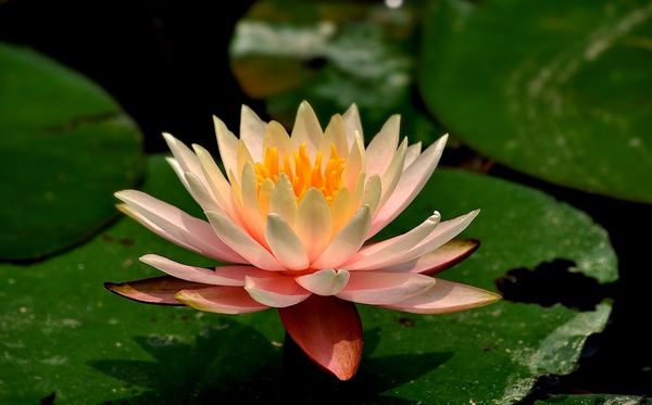 蓮花的花語(yǔ)是什么,蓮花花語(yǔ)大全