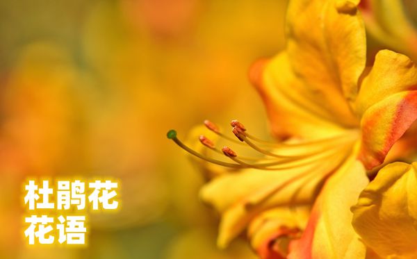 杜鵑花的花語是什么,杜鵑花花語大全