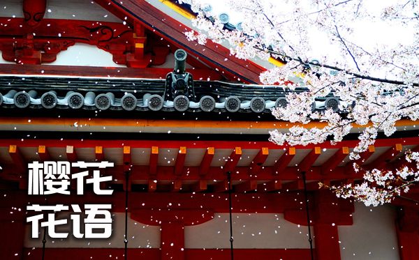 櫻花的花語(yǔ)是什么,櫻花花語(yǔ)大全