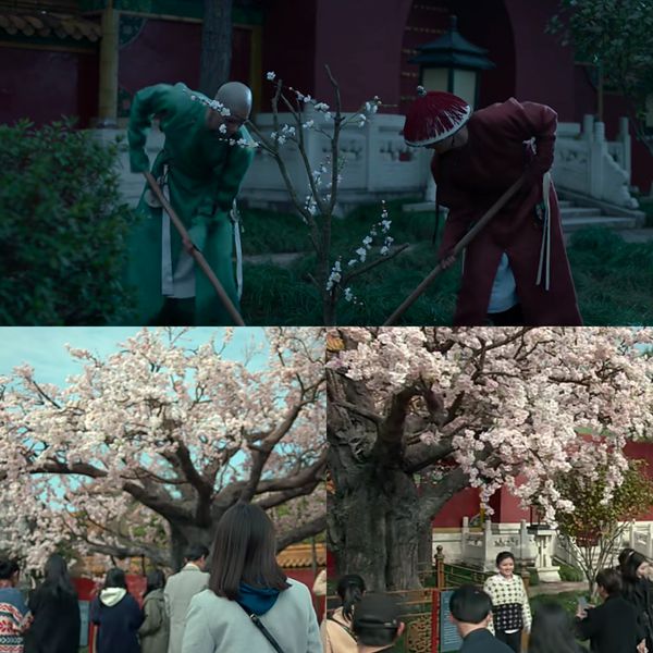 梅花經(jīng)得起時(shí)間的洗禮