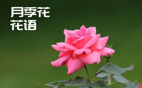 月季花的花語(yǔ)是什么,月季花花語(yǔ)大全