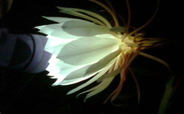 曇花的花語是什么,曇花花語大全