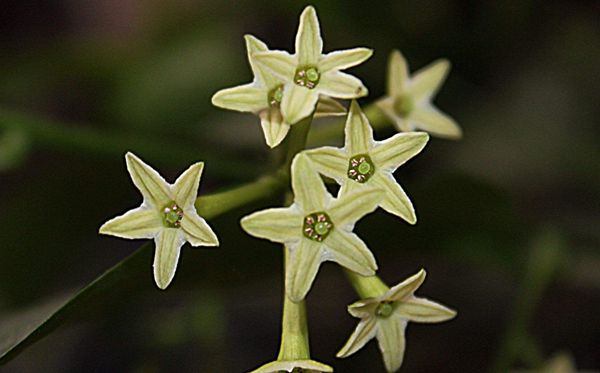 夜來香的花語是什么,夜來香花語大全